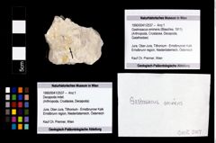 Foto (Objekt + Etikett) von Gastrosacus eminens (Blaschke, 1911)  (NHMW-GEO-1990-0041-2537)